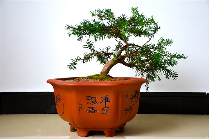 4.红豆杉盆景.jpg