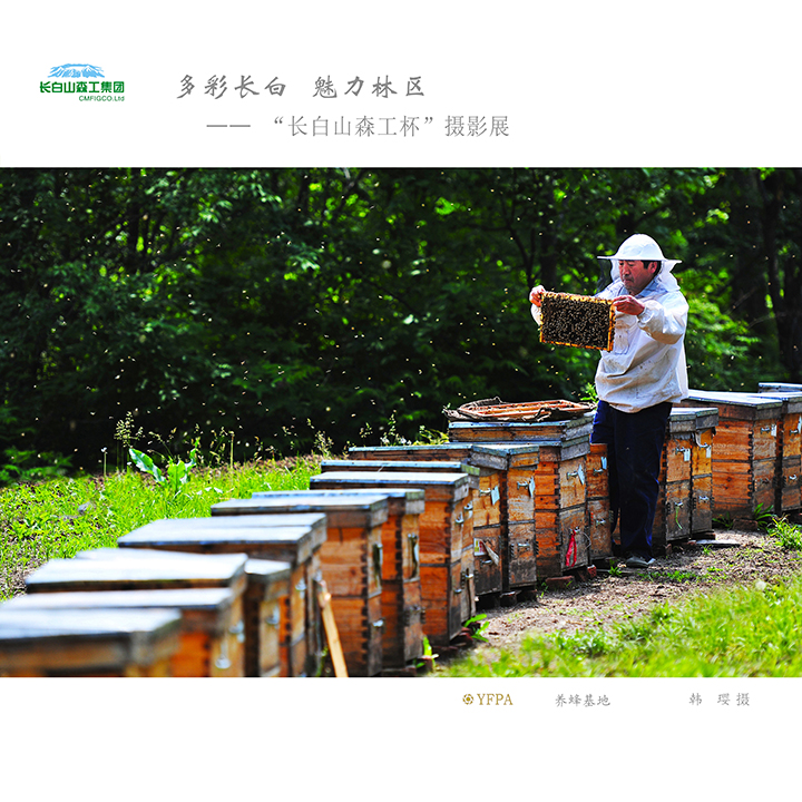 林区职工养蜂发展林下特色经济.jpg