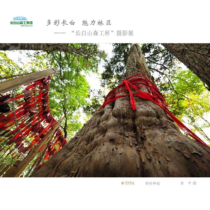 长白山森工集团和龙林业公司千年红豆杉.jpg