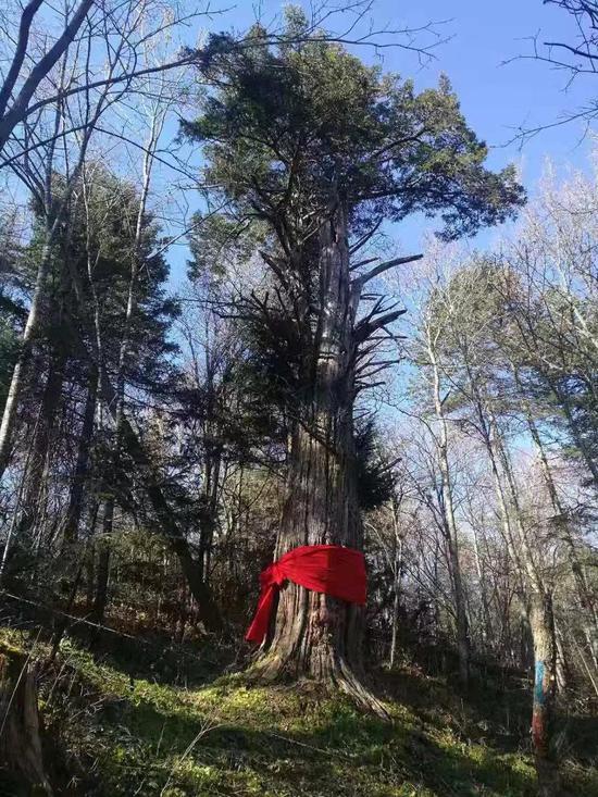 中国最美古树——汪清3000年东北红豆杉