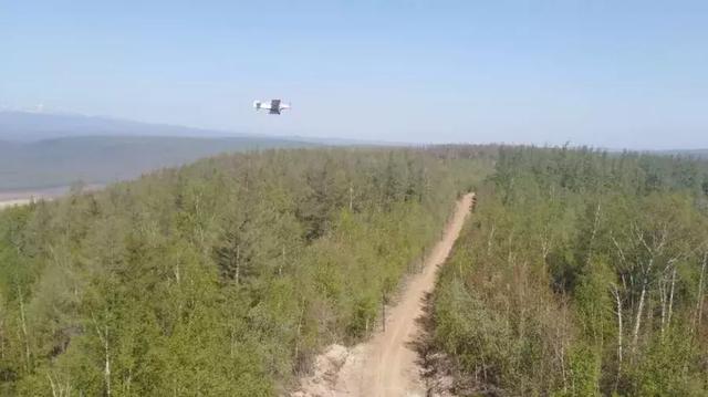 延边林区“大战”松毛虫