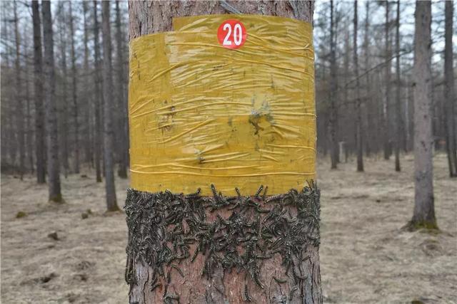 延边林区“大战”松毛虫