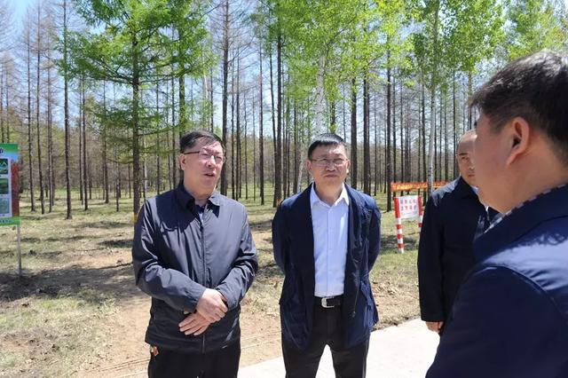 延边林区“大战”松毛虫