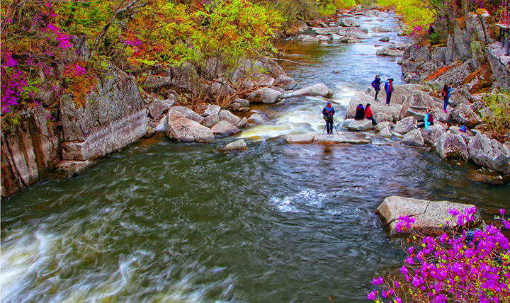 汪清林业局 兰家峡谷十里金达莱.jpg