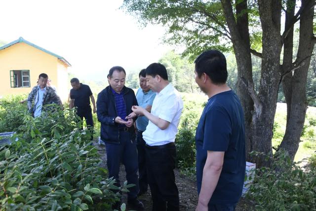 王连弟到汪清 大兴沟 天桥岭林业公司督导调研上半年重点工作