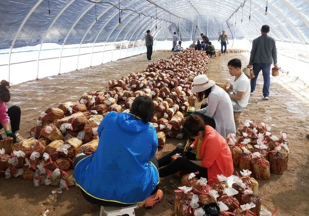 印象长白山森工：林业科技助力集团高质量发展