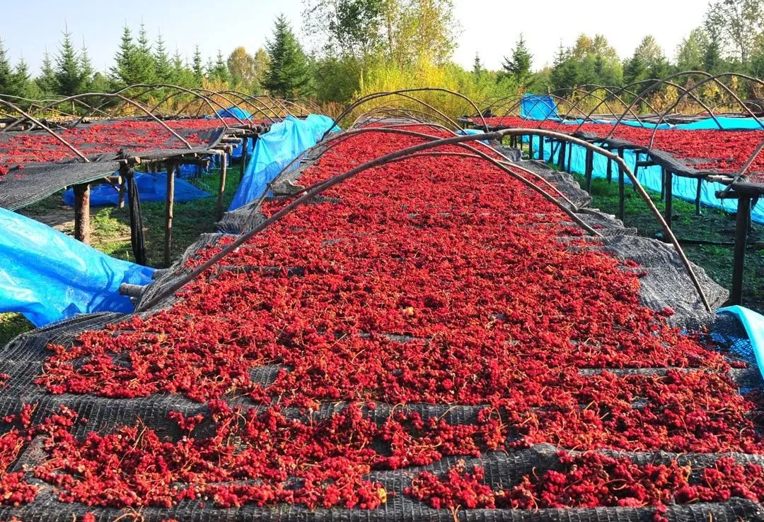 印象长白山森工：林业科技助力集团高质量发展