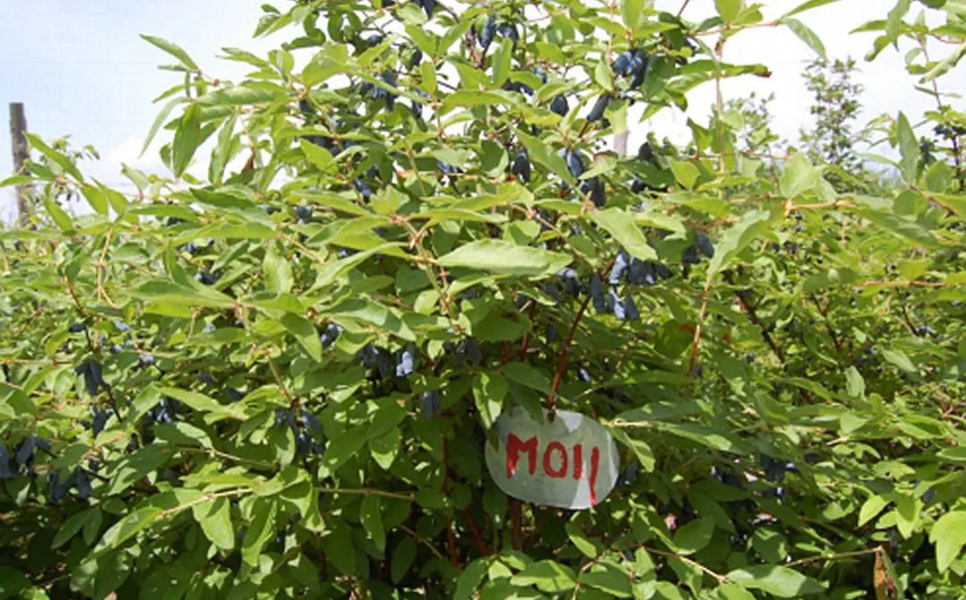 印象长白山森工：林业科技助力集团高质量发展