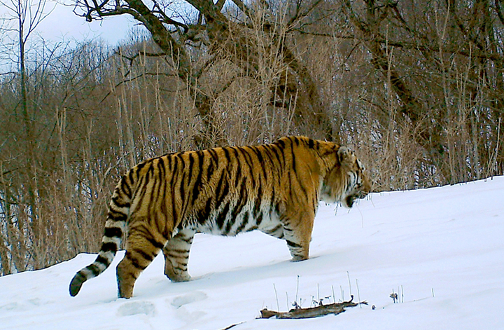 Tiger4_副本_副本_副本.jpg